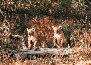 57-waterberg-wildlife-13