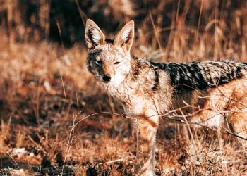 57-waterberg-wildlife-16