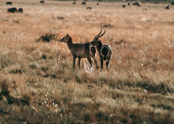 57-waterberg-wildlife-17-683x1024