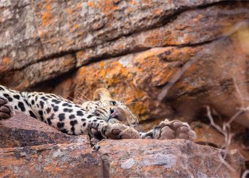 57-waterberg-wildlife-20