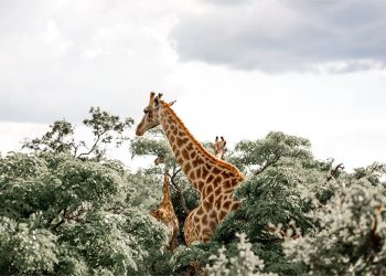 57-waterberg-wildlife-4