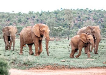 57-waterberg-wildlife-5