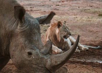57-waterberg-wildlife-7-683x1024