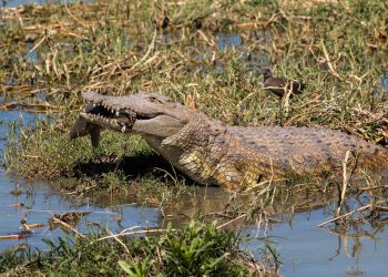 Crocodile At Waterhole