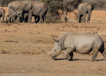Elephant and Rhino