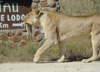 Lioness with Cub and Tau sign