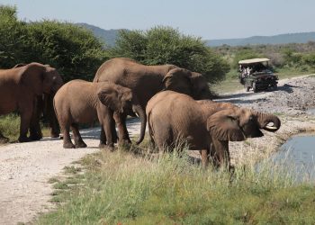 On Game Drive