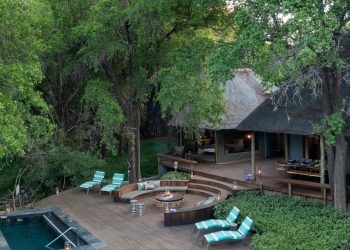 Safari Suite