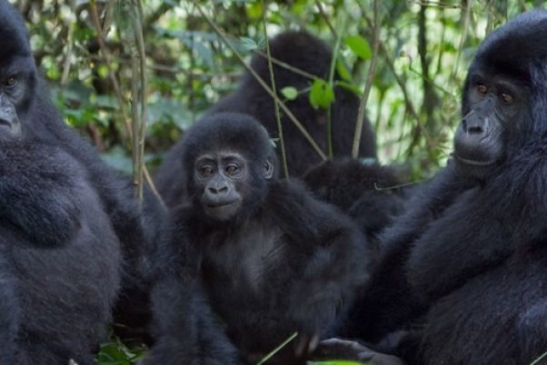 Uganda