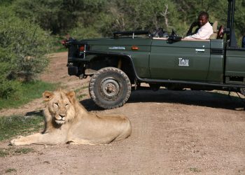 Vehicle and Lion