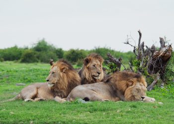 Wildlife 1