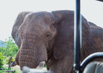 Wildlife 2
