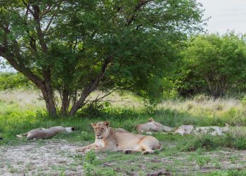 Wildlife 3